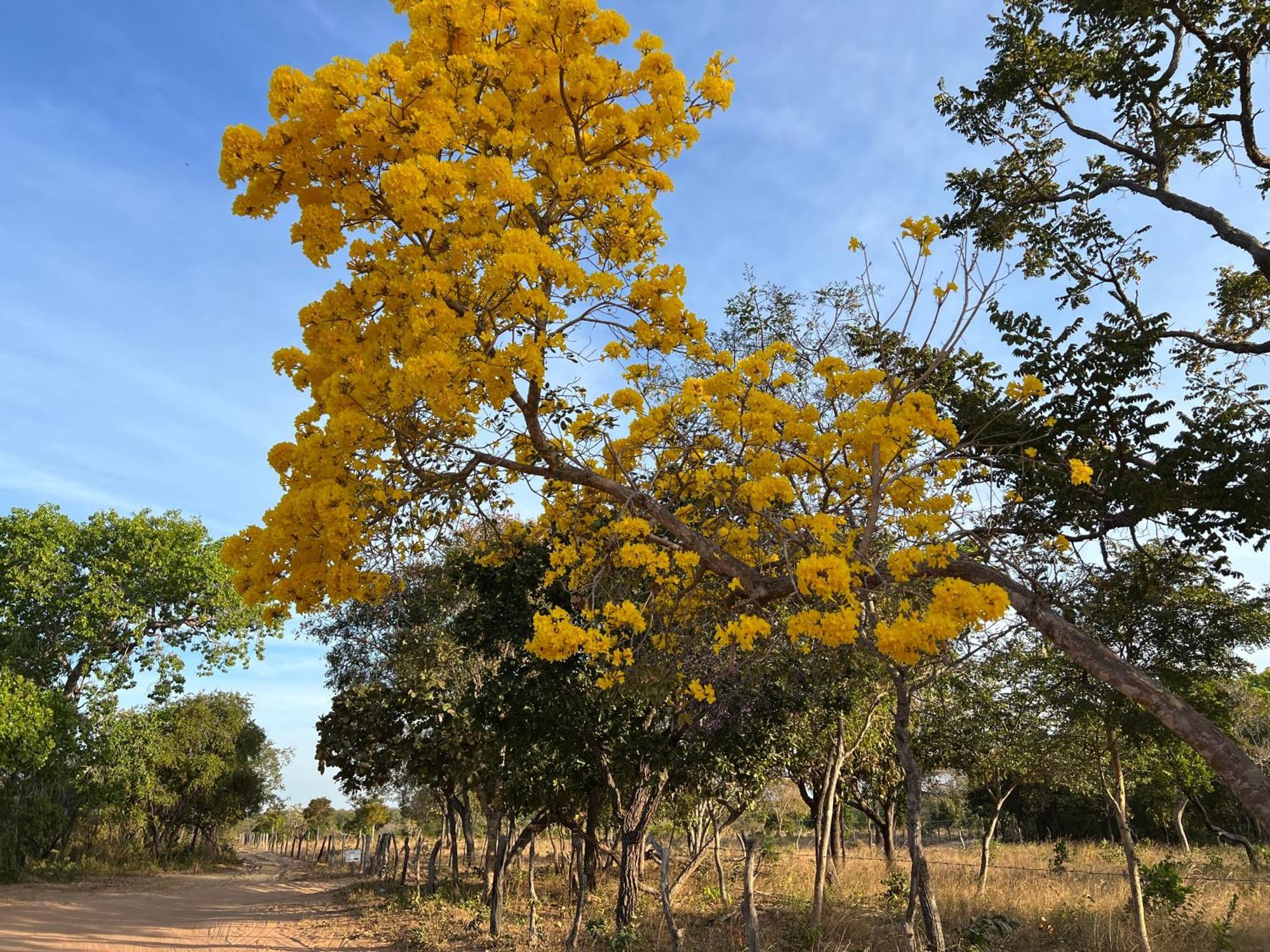 Fervedouro E Pousada Por Enquanto Sao Felix do Tocantins Dış mekan fotoğraf